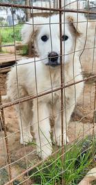 Cucciolo in adozione aiutami ad uscire dal canile
