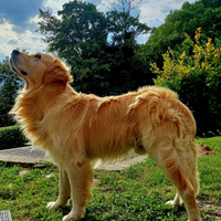 Golden retriever per monta