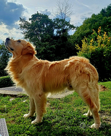 Golden retriever per monta