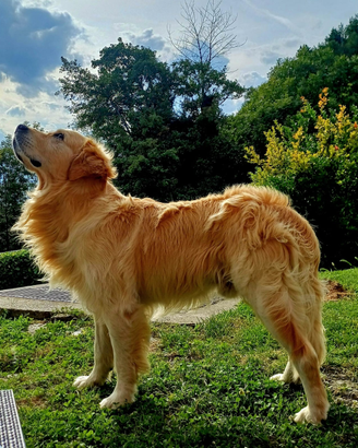 Golden retriever per monta