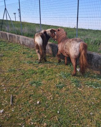 Poni