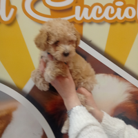 Barboncino toy femmina albicocca