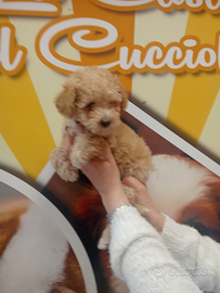 Barboncino toy femmina albicocca