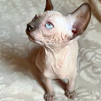 Sphynx