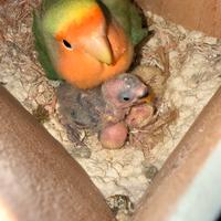 Inseparabile Roseicollis