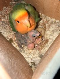 Inseparabile Roseicollis