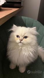 British Longhair dolcissima nata l'8/09