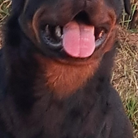 Cuccioli rottweiler prenotabili