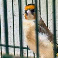 Cardellino maschio mayor