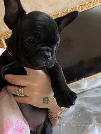 Bulldog francese nero