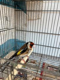 Cardellino maschio