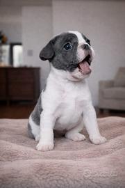 Cuccioli bulldog francese esotici