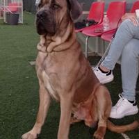 Cane Corso color Formentino rustico