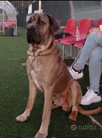Cane Corso color Formentino rustico