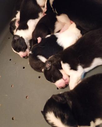 Border collie