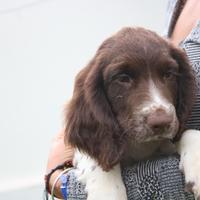 Springer spaniel inglese