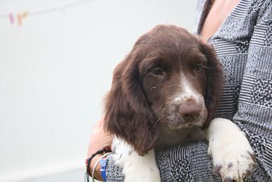 Springer spaniel inglese