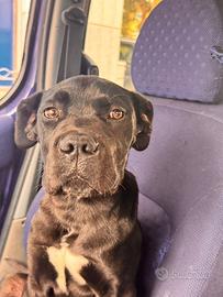 Cucciolo CANE CORSO