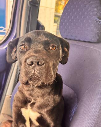 Cucciolo CANE CORSO