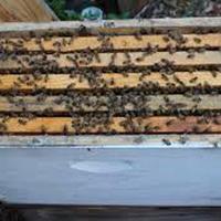 Apicoltura nuclei di api