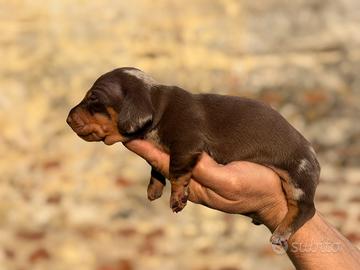 Bassotti tedeschi pedigree enci