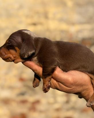 Bassotti tedeschi pedigree enci