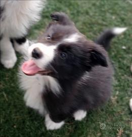 Cuccioli di Border Collie