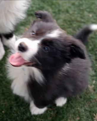 Cuccioli di Border Collie