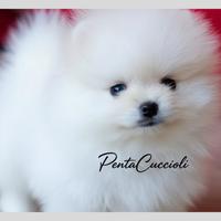 VOLPINO - VOLPINI SPITZ di POMERANIA BIANCHI puppy