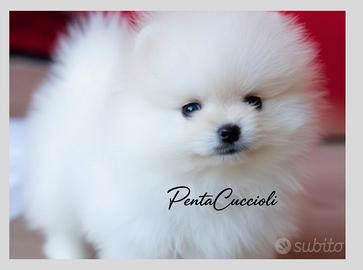 VOLPINO - VOLPINI SPITZ di POMERANIA BIANCHI puppy