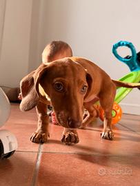 Cane bassotto desidera una famiglia