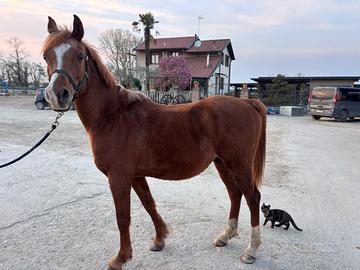 Pony Arabo 9 anni