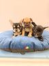 cuccioli-di-bulldog-francese-mini