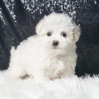 Cucciolo di Maltese