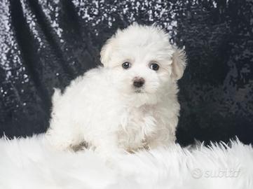 Cucciolo di Maltese