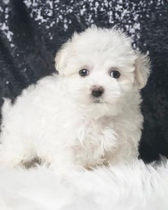 Cucciolo di Maltese