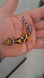 geco leopardino 