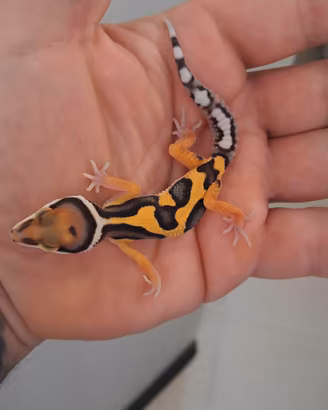 geco leopardino 