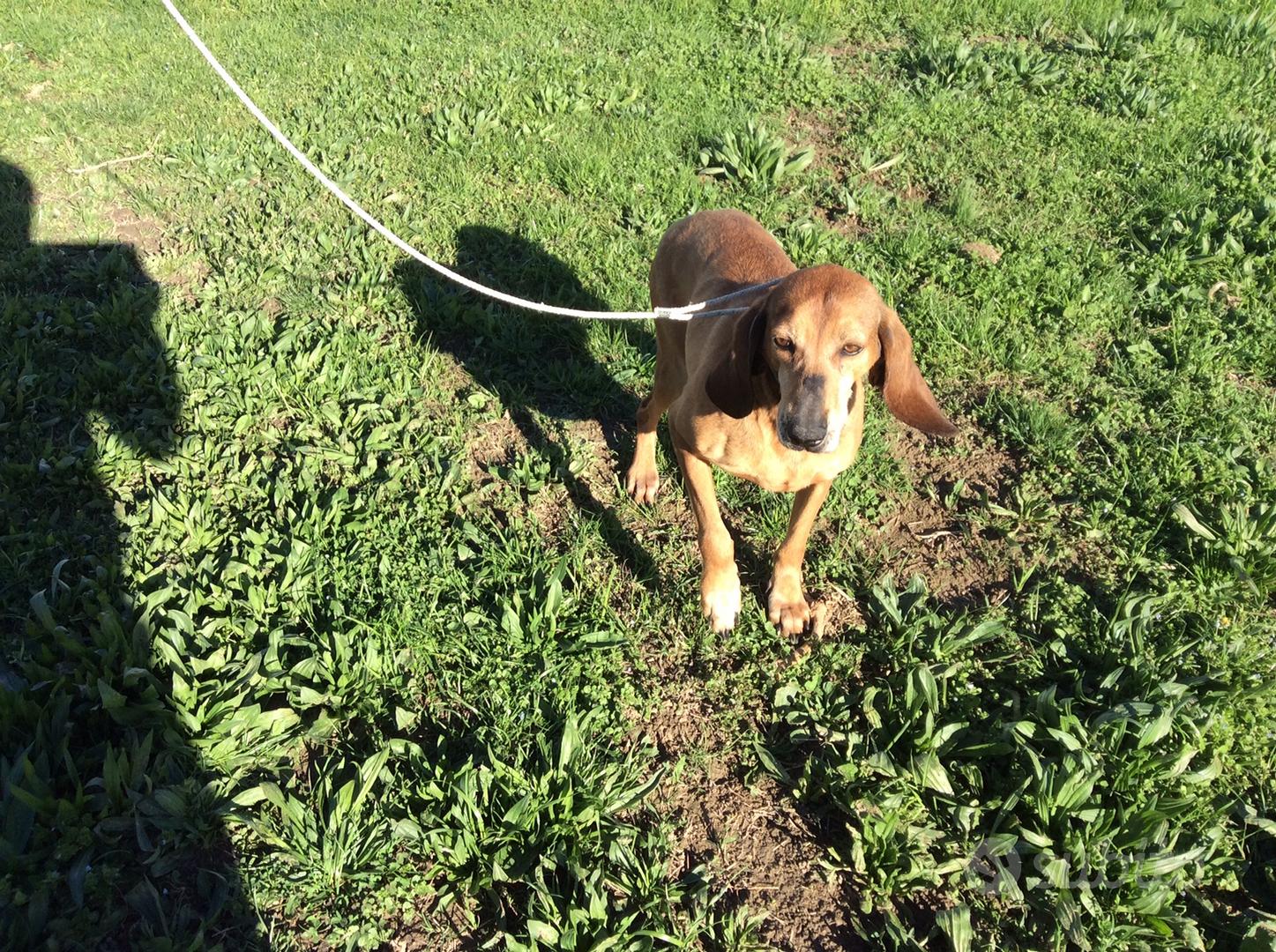 Segugio italiano caccia lepre Animali In