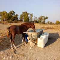 Cavallo