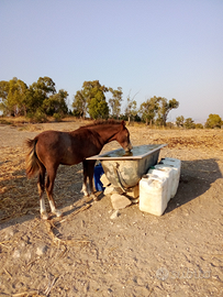 Cavallo