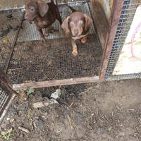 Cani da caccia