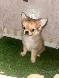 Cucciolo di chihuahua