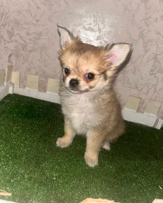 Cucciolo di chihuahua