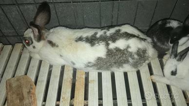 Coniglio papillon