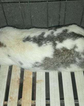 Coniglio papillon
