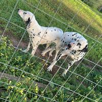 Magnifica dalmata