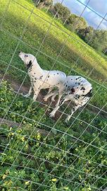 Magnifica dalmata