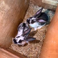 Cuccioli di coniglio