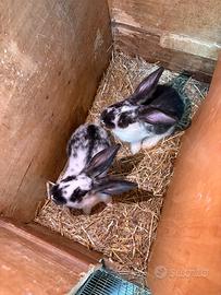 Cuccioli di coniglio
